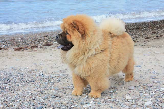 Bamse på Stranden